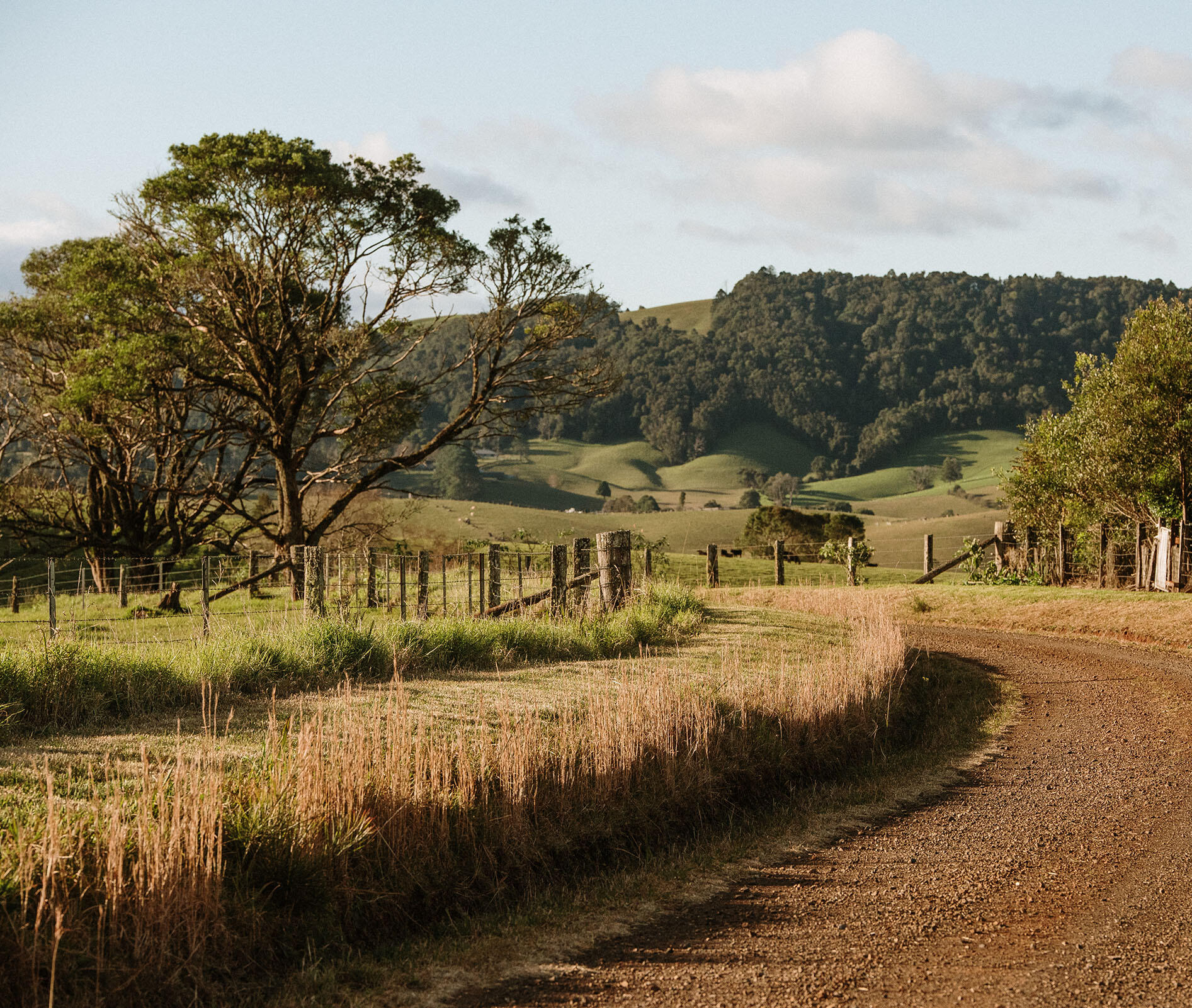 Nature walks near Dorrigo Rainforest Retreat